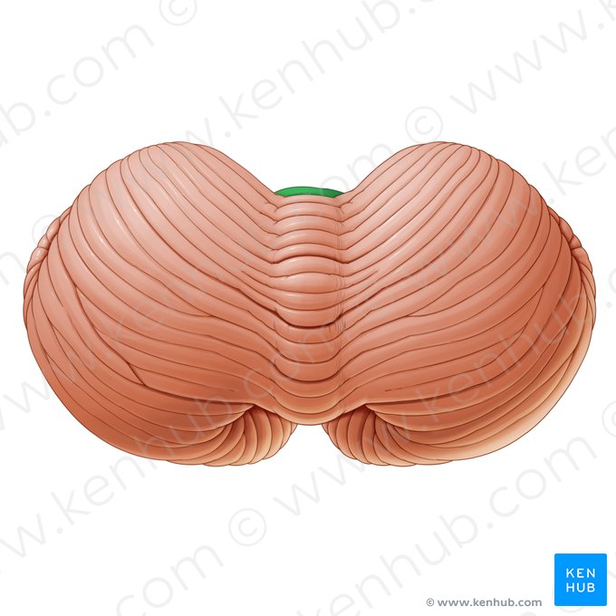 Lobule central du vermis (Lobulus centralis vermis); Image : Paul Kim