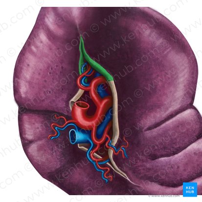 Ligamentum gastrosplenicum (Magen-Milz-Band); Bild: Irina Münstermann