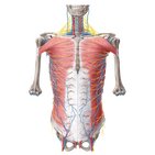 Vascularización e inervación de la pared abdominal