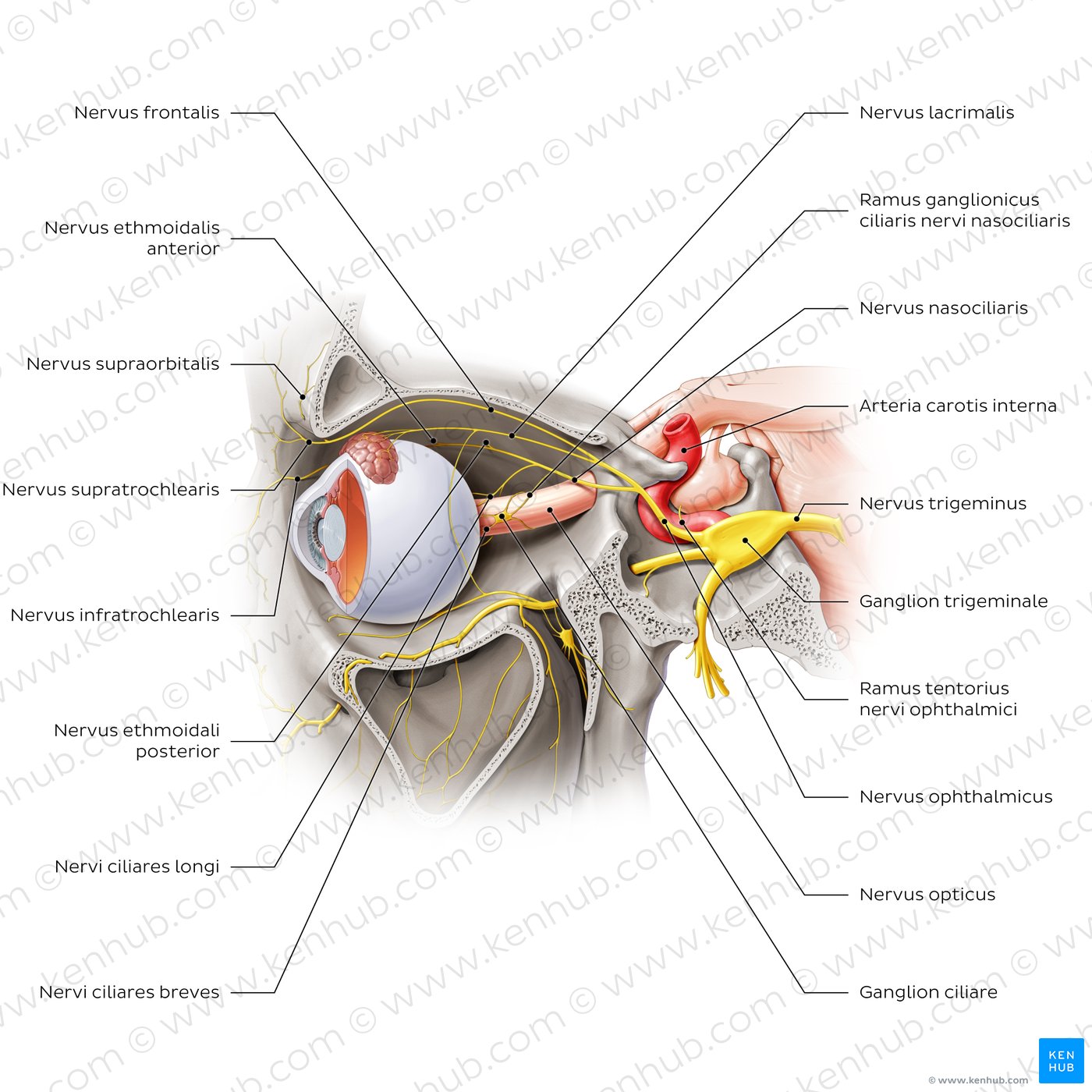 Ophthalmic nerve