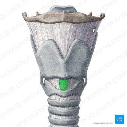 Ligamento cricotireóideo mediano (Ligamentum cricothyroideum medianum); Imagem: Yousun Koh