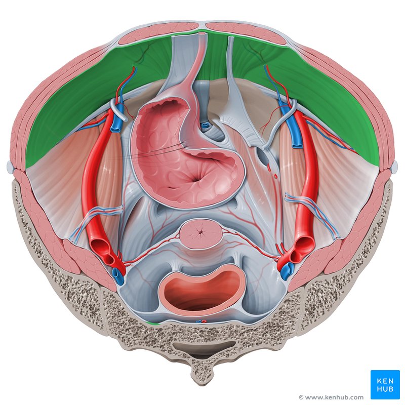 investing abdominal fascia after surgery