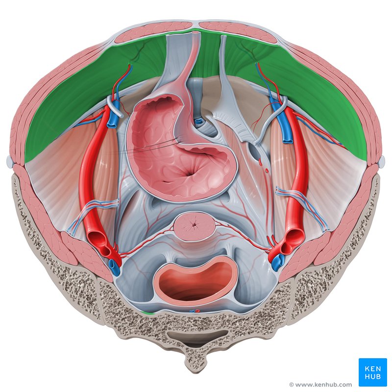 Transverse fascia