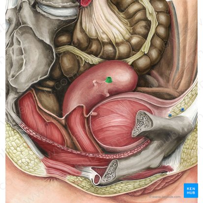 Tuba uterina; Imagen: Irina Münstermann