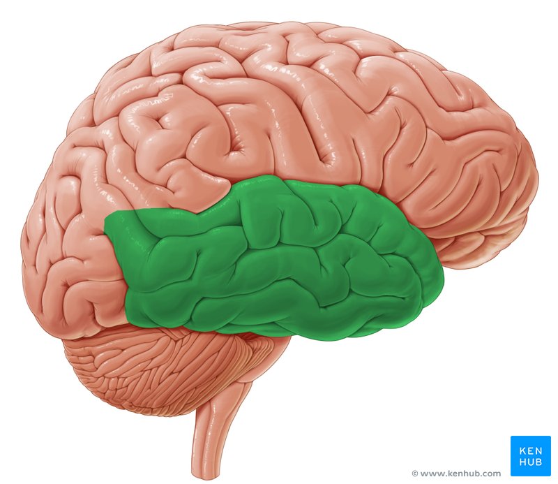 Temporal lobe - lateral-right view