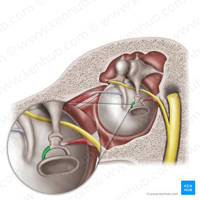 Rama anterior del estribo (Crus anterius stapedis); Imagen: Mao Miyamoto