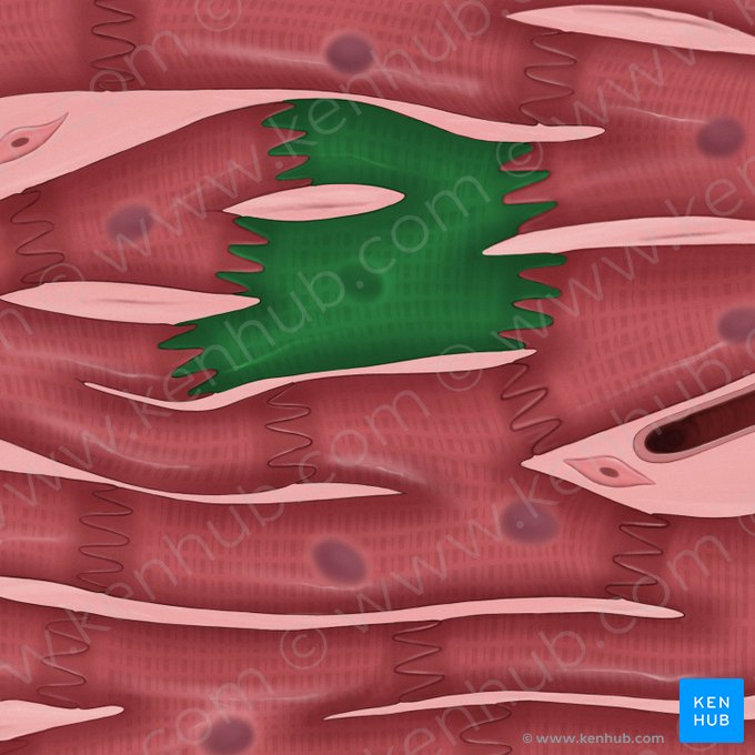 Branched cardiac muscle cell (Cardiomyocytus ramosus); Image: Tal Bavli Ziv