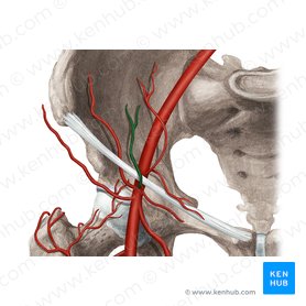 Superficial epigastric artery (Arteria epigastrica superficialis); Image: Rebecca Betts