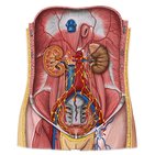 Lymphatics of the urinary organs