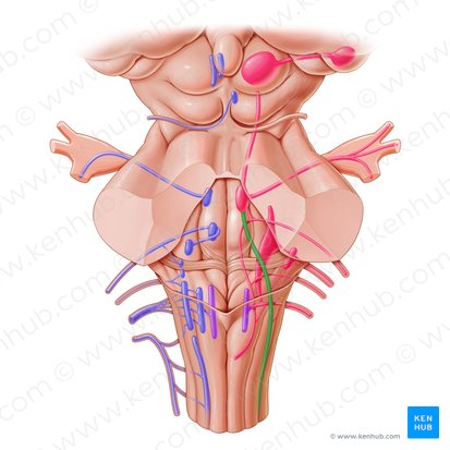 Núcleo y tracto espinal del nervio trigémino (Nucleus et tractus spinalis nervi trigemini); Imagen: Paul Kim