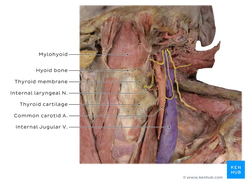 Structures of the neck - anterior view