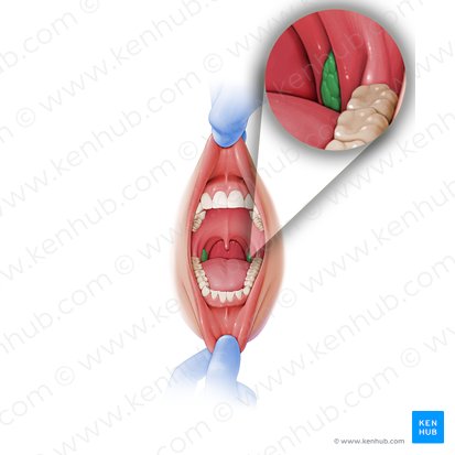 Palatine tonsil (Tonsilla palatina); Image: Paul Kim