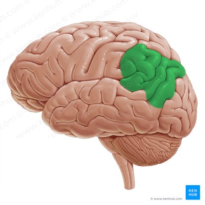 Lóbulo parietal interior (Lobulus parietalis inferior); Imagen: Paul Kim