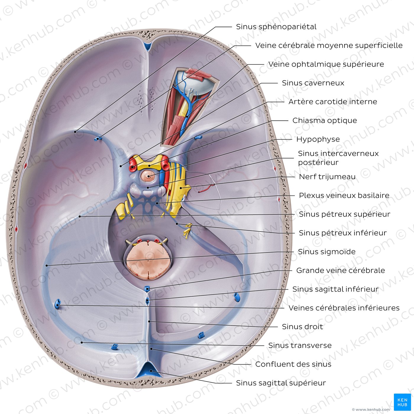 Dural venous sinuses