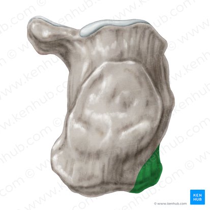 Processo lateral da tuberosidade calcânea (Processus lateralis tuberis calcanei); Imagem: Samantha Zimmerman