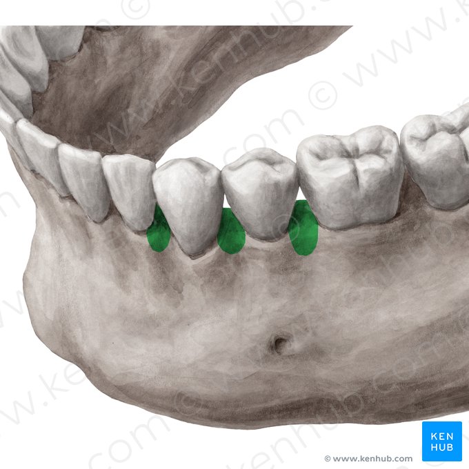 Septa interalveolaria mandibulae (Interalveolarsepten des Unterkieferknochens); Bild: Yousun Koh