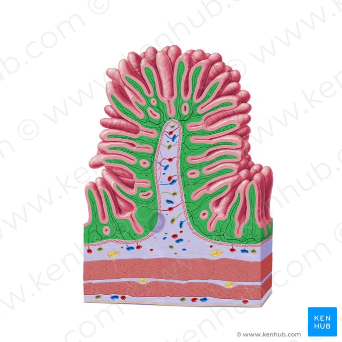 Lámina propia de la mucosa (Lamina propria mucosae); Imagen: Paul Kim