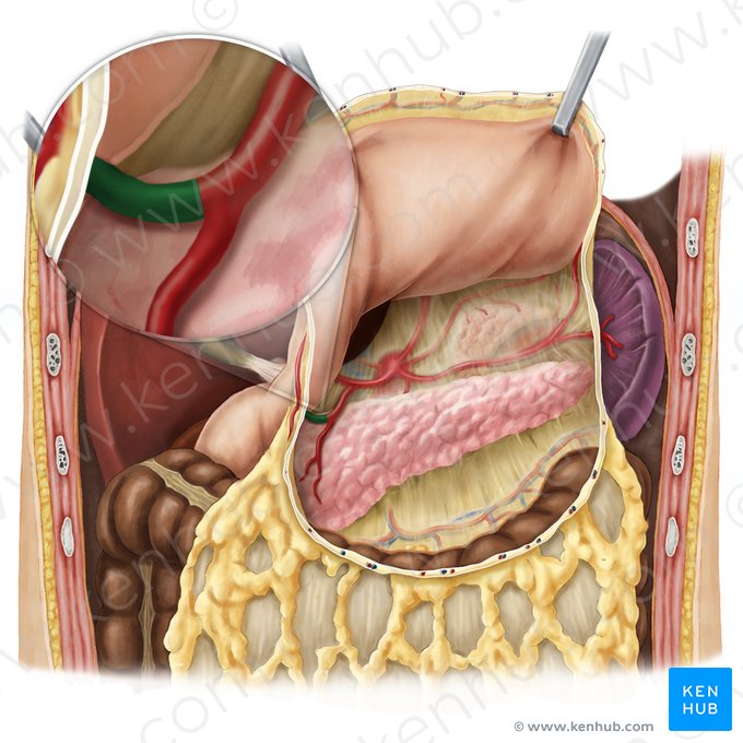 Arteria gastro-omental derecha (Arteria gastroomentalis dextra); Imagen: Esther Gollan