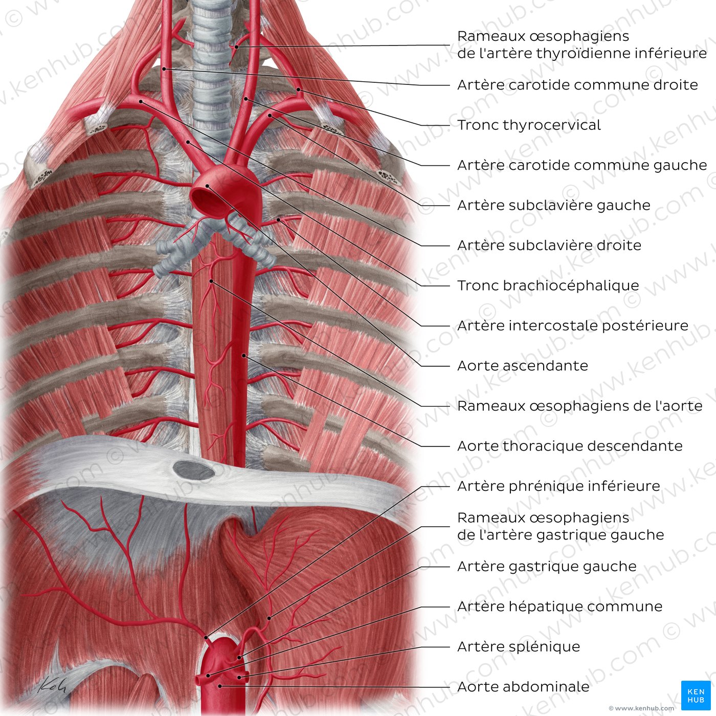 Arteries of the esophagus (anterior view)