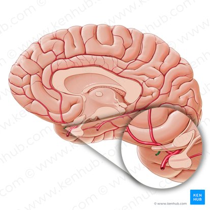 Anterior communicating artery (Arteria communicans anterior); Image: Paul Kim