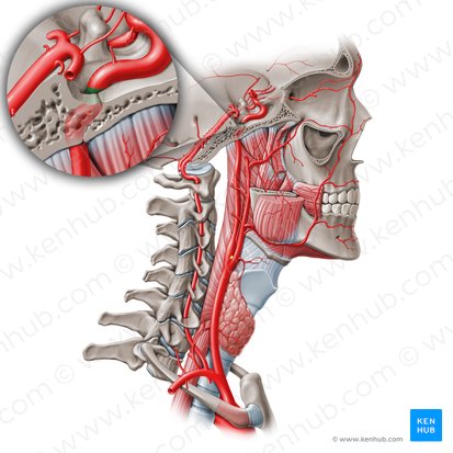 Segmento arteriolacilar de la arteria carótida interna (C3) (Pars lacera arteriae carotidis internae (C3)); Imagen: Paul Kim