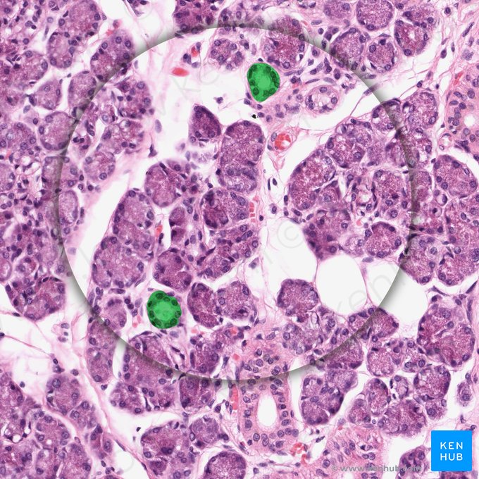 Ducto intercalar (Ductus intercalatus); Imagem: 