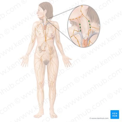 Ganglios linfáticos cervicales (Nodi lymphoidei cervicales); Imagen: Begoña Rodriguez