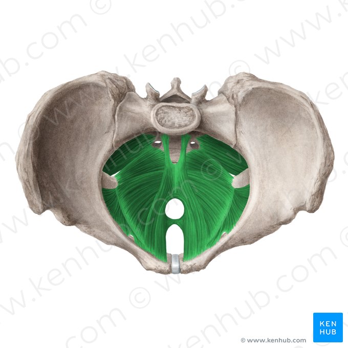 Músculos da pelve (Musculi pelvis); Imagem: Liene Znotina