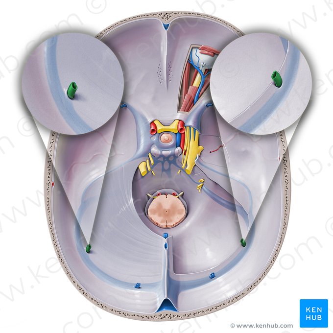 Inferior cerebral veins (Venae inferiores cerebri); Image: Paul Kim