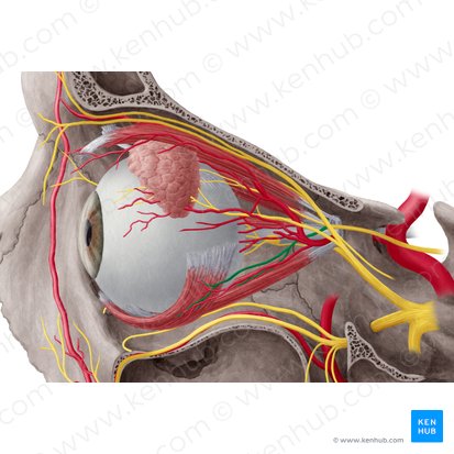 Ramo inferior do nervo oculomotor (Ramus inferior nervi oculomotorii); Imagem: Yousun Koh