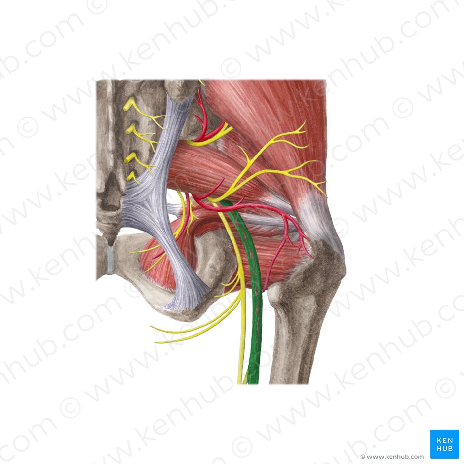 Nervio Ciatico Origen Curso Y Ramos Kenhub