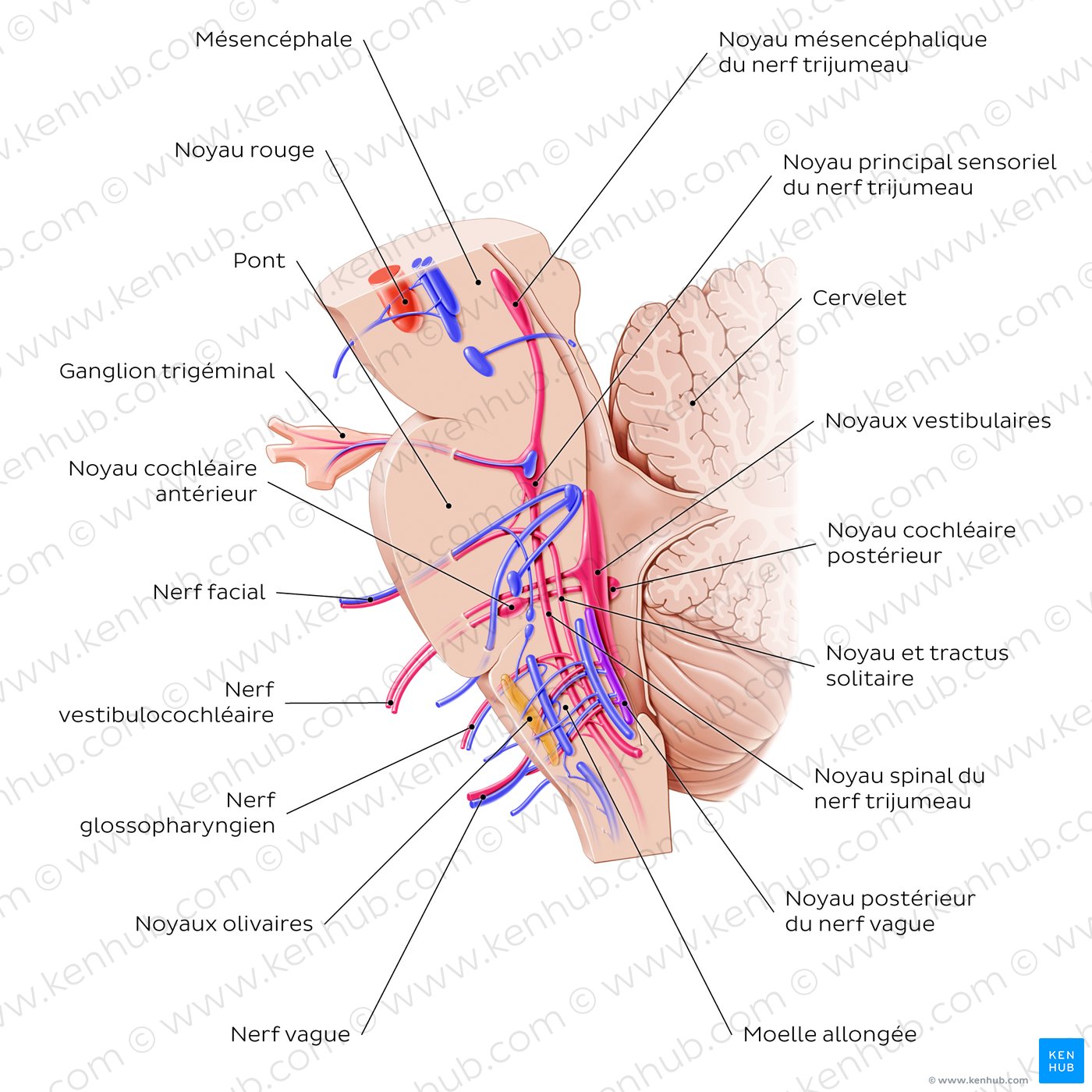 Cranial nerve nuclei - sagittal view (afferent)