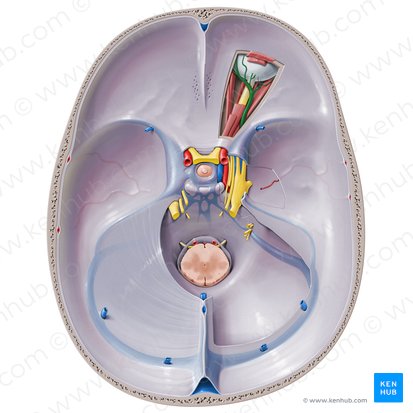 Superior ophthalmic vein (Vena ophthalmica superior); Image: Paul Kim