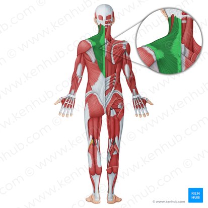 Músculo trapecio (Musculus trapezius); Imagen: Irina Münstermann