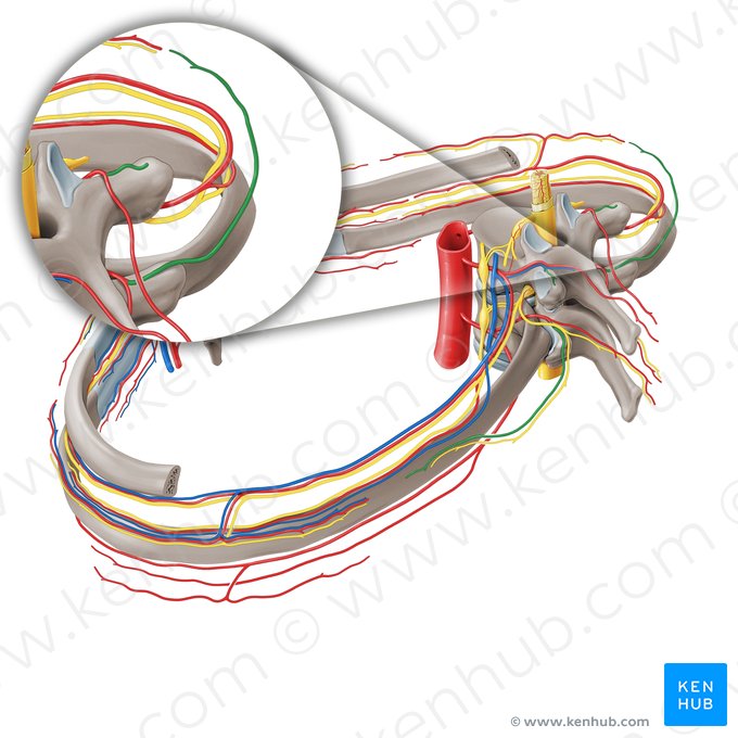 Rameau cutané dorsal latéral de l'artère intercostale postérieure (Ramus cutaneus dorsalis lateralis arteriae intercostalis posterioris); Image : Paul Kim