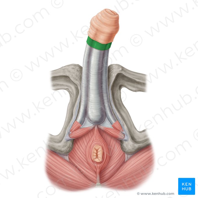 Tela subcutanea penis (Unterhautgewebe des Penis); Bild: Samantha Zimmerman