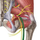 Sciatic nerve