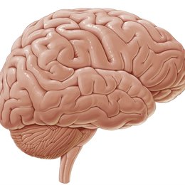 Aperçu du cerveau