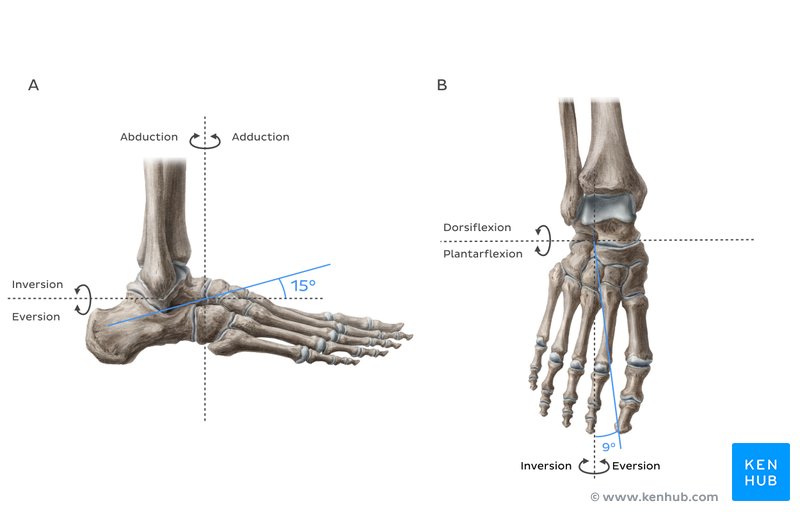 The long axis of the transverse tarsal joint is (A) inclined 15° superiorly from the transverse plane and (B) inclined 9° from the sagittal plane