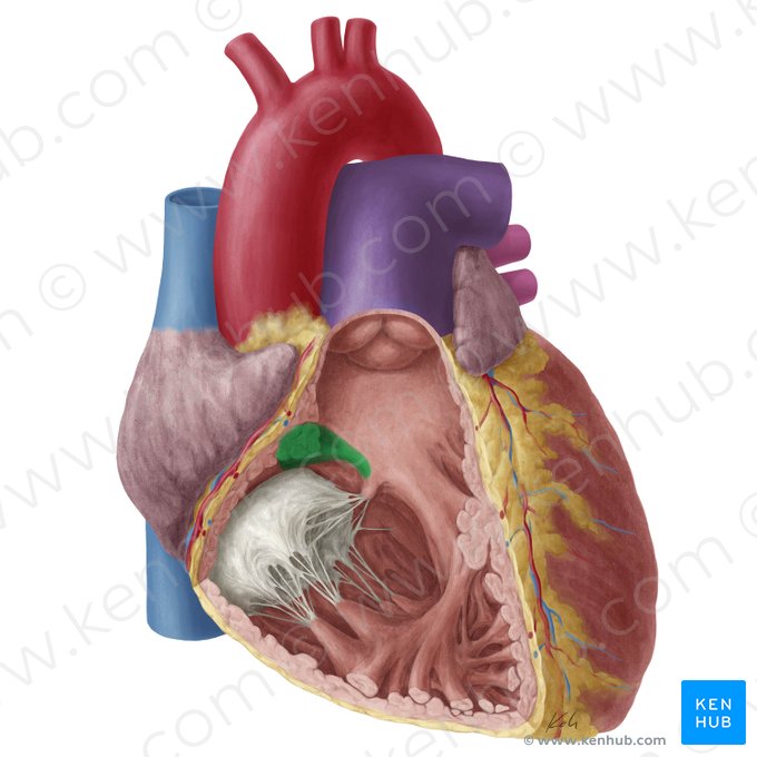 Cresta supraventricular (Crista supraventricularis); Imagen: Yousun Koh