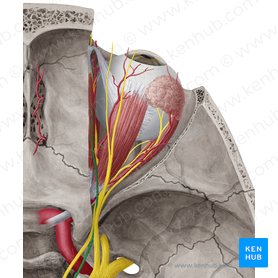 Trochlear nerve (cranial nerve IV): anatomy and function Kenhub