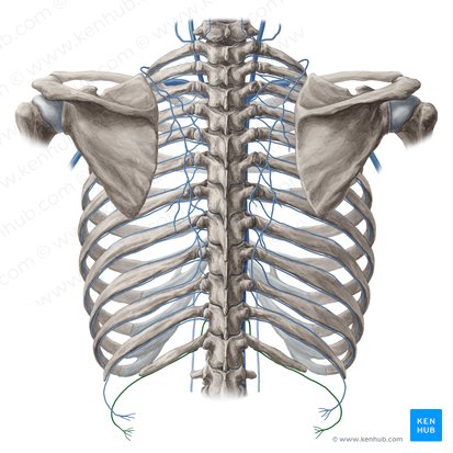 Subcostal vein (Vena subcostalis); Image: Yousun Koh