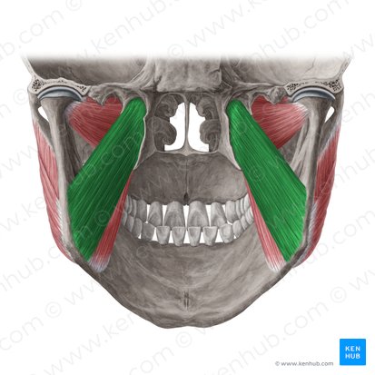 Cabeça profunda do músculo pterigóideo medial (Caput profundum musculi pterygoidei medialis); Imagem: Yousun Koh