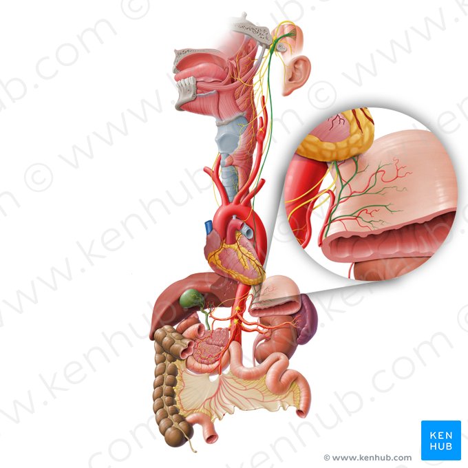 Ramos gástricos anteriores del tronco vagal anterior (Rami gastrici anteriores trunci vagalis anterioris); Imagen: Paul Kim