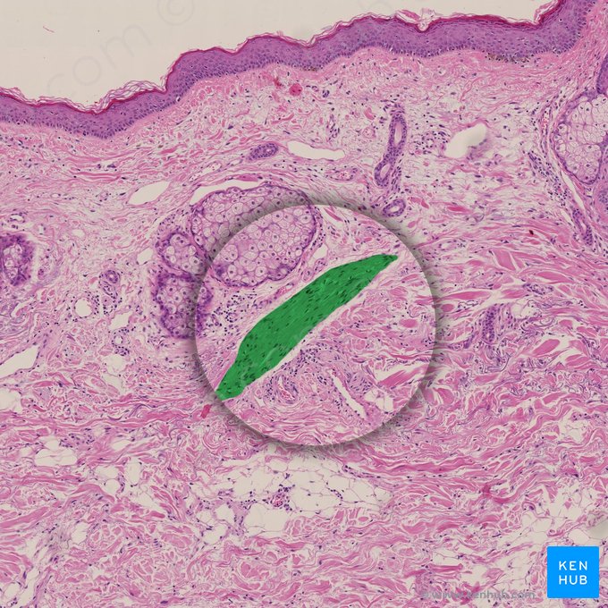 Arrector muscle of hair (Musculus arrector pili); Image: 