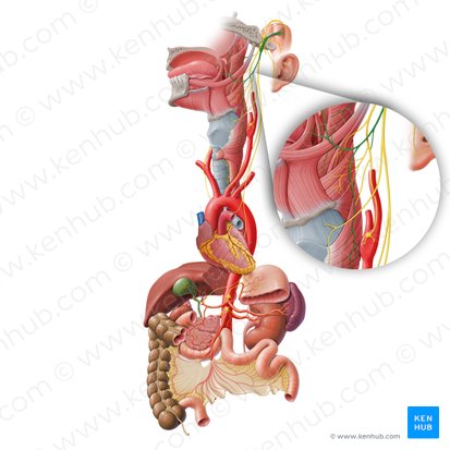 Rameau pharyngien du nerf vague (Ramus pharyngeus nervi vagi); Image : Paul Kim