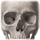 Viscerocranium