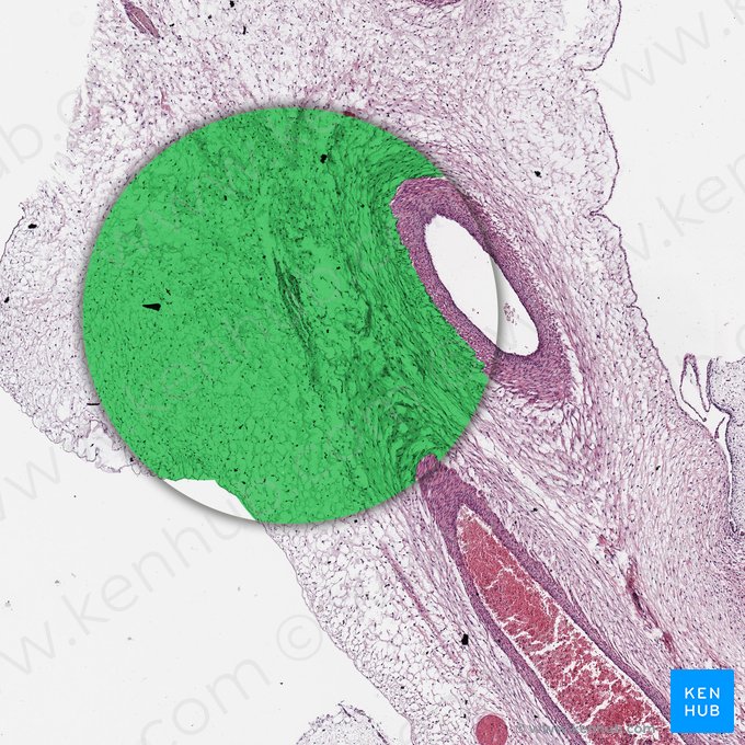 Substância gelatinosa do cordão umbilical (Substantia gelatinea funiculi umbilicalis); Imagem: 
