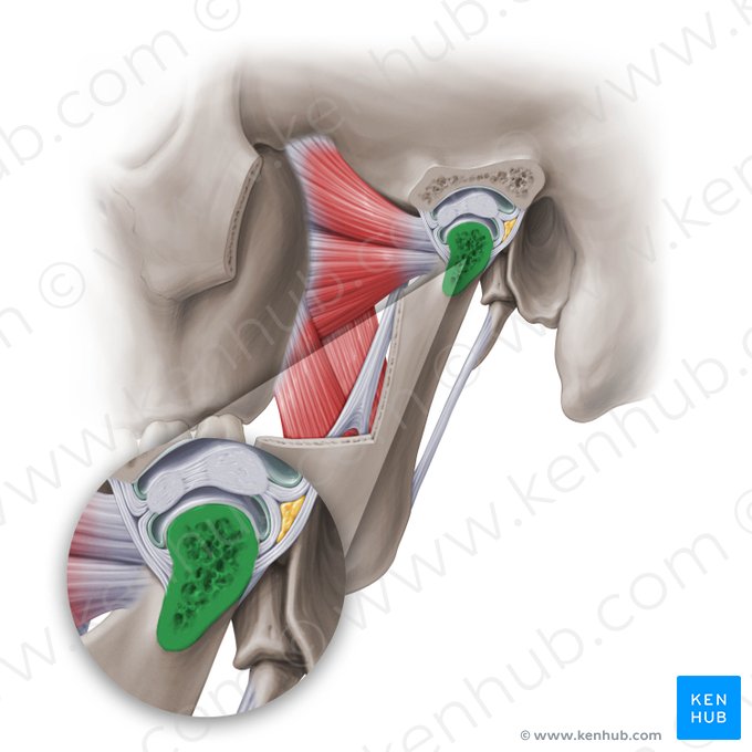 Processus condylaris mandibulae (Gelenkfortsatz des Unterkieferknochens); Bild: Paul Kim