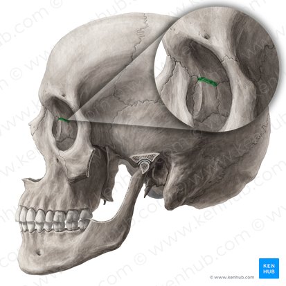 Frontolacrimal suture (Sutura frontolacrimalis); Image: Yousun Koh